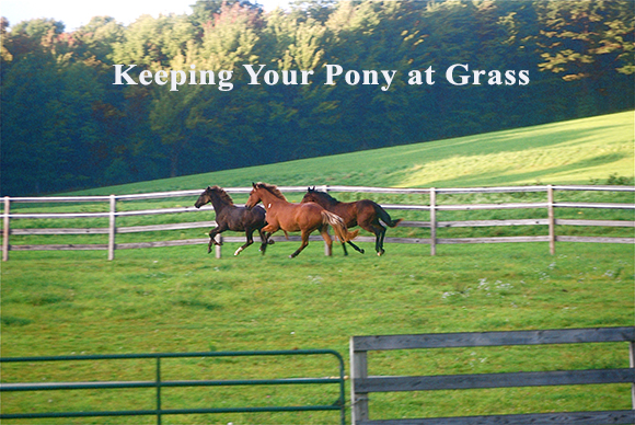 Keeping Your Pony at Grass